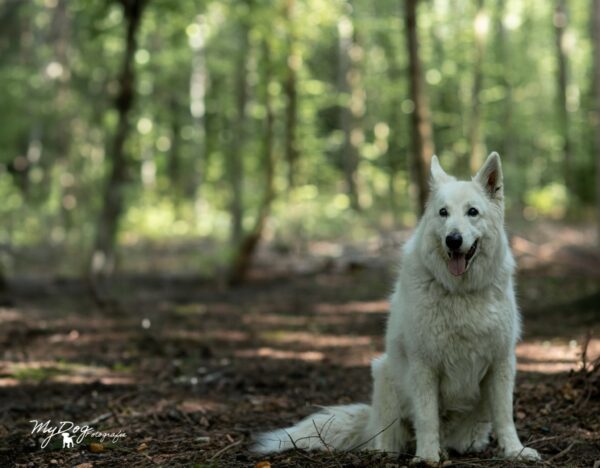 MyDogFotografie_5